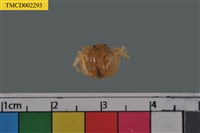 藏品(短指和尚蟹)的圖片